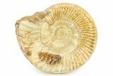 Polished Jurassic Ammonite (Kranosphinctes) - Madagascar #290782-1